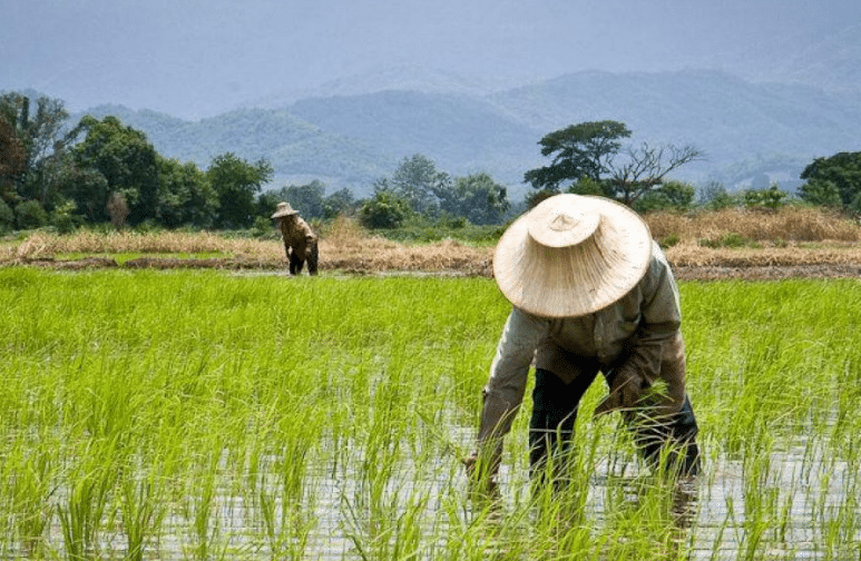 Cara Baru Musaqat (Bagi Hasil Tanaman) Secara Adil